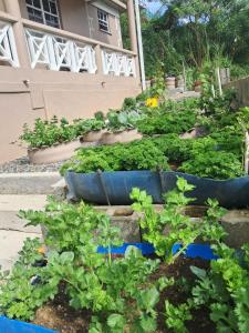 a garden with plants in bluepots in front of a building at Ebenezer Comfort in Bellevue Chopin