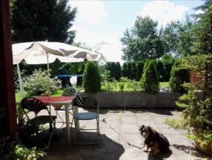 a dog on a leash tied to a table with an umbrella at Penzion Mirja in Hodkovice +9 photos