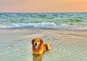 a dog standing in the water on the beach at Stunning Holiday Cottage nr Skegness in Sunny Chapel St Leonards Just mins from the Beach & Attractions - Perfect for Couples & Family's who love to Relax but want Exciting Adventures nearby! Large Pet Friendly garden! in Chapel Saint Leonards