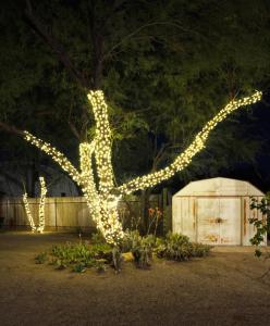 a tree decorated with lights in a yard at night at Sonoran Peach - Light-Filled 5BR near TMC in Tucson