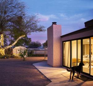 a dog standing in front of a house at Sonoran Peach - Light-Filled 5BR near TMC in Tucson