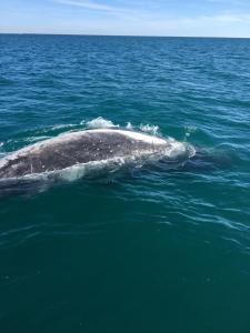 a gray whale swimming in the ocean at Turtle Cove Lake Front Cabin 300m To Beach in Hervey Bay