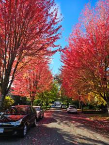 a group of trees with red leaves on a street at 7811 The Solace Vista in Vancouver