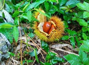a durian fruit with anut inside of it at 南伊豆ガーデンヴィラ in Minamiizu +43 photos