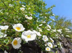 a bunch of white flowers on a tree at 南伊豆ガーデンヴィラ in Minamiizu