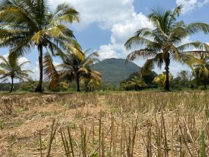 a field with palm trees and a mountain in the background at Beliya Rock View in Dambulla +30 photos
