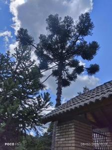 a tree on the roof of a house at Posada Das Araucárias in Caxias do Sul