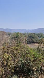 an elephant is standing in a field with trees at Anwesha's Home Stay Alibaug in Alibaug +3 photos