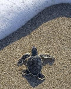 a green sea turtle walking on the beach at Matapalo Hosting in Savegre