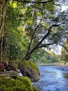 a river with a tree and rocks and water at Matapalo Hosting in Savegre
