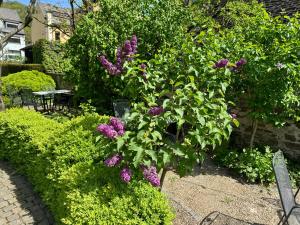 a garden with purple flowers and green bushes at Schöne Aussicht in Ediger-Eller +2 photos