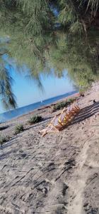 a group of kayaks on a beach under a tree at Pirogue D'or in Morombe