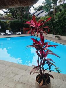 a plant in a pot next to a swimming pool at Peaceful Nest in St Lucia