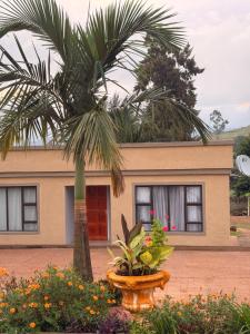 a palm tree in front of a house at Ekukhanyeni Guest house in Kwaluseni