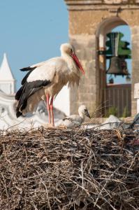 zwei Vögel, die oben auf einem Nest stehen in der Unterkunft Stork Hostel in Olhão