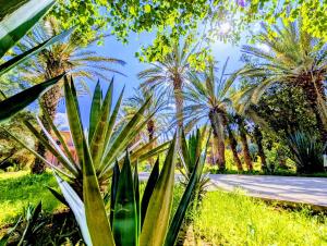 a group of palm trees next to a road at Las Palmeras Guest House in Marrakesh
