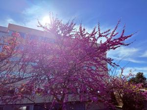 a tree with purple flowers in front of a building at Free Wave Rooms in Maia