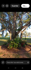 a picture of a tree with flowers in a park at Finca Re Mar 1 in Santa Ana