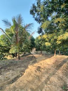 a dirt road with palm trees in a field at Sky n Valley in Bāndarban
