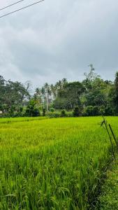 a field of green grass with trees in the background at Ovis kitchen in Matara