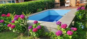 a bunch of purple flowers next to a swimming pool at Dulle House Jeju in Jeju