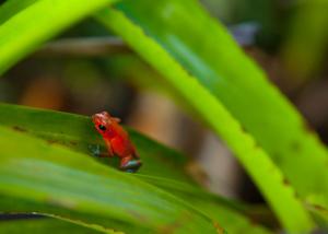 Foto sihtkohas Gamboa asuva majutusasutuse Gamboa Rainforest Reserve galeriist