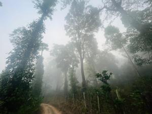 a dirt road in a misty forest with palm trees at giri stay in Aldūr