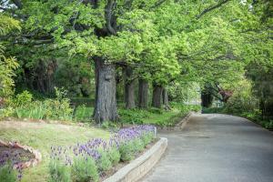 a path in a park with purple flowers and trees at Graham Apartments in Hobart