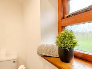 a potted plant sitting on a wooden shelf next to a window at 4 Bed in Llandovery oc-82440 in Llanfair-ar-y-bryn +22 photos
