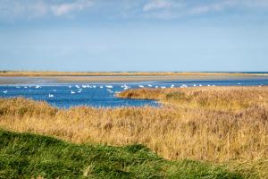 a group of birds standing in the water at Hundeparadies "Bodden Paradise Cottage" in Pruchten +13 photos