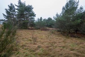 a field of grass with trees in the background at Hundeparadies "Bodden Paradise Cottage" in Pruchten