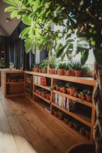 a book shelf filled with potted plants and books at Les Doms d'Alfred - GRINDOM in Plombières