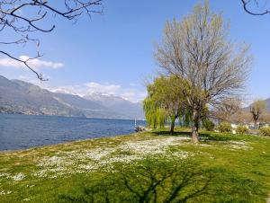 a tree in a field next to a body of water at Altea - Lago di Como nuovo accogliente mini appartamento vicino alla spiaggia e giardino in Dervio
