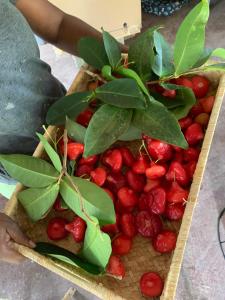 a tray of red berries with green leaves on it at The Palms Ocean views in Rodrigues Island