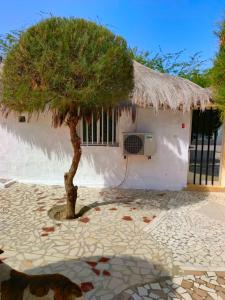 a tree in front of a white building with a window at A La Teranga in Poundiougne