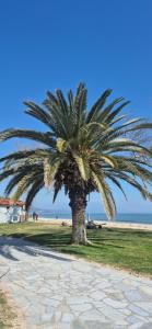 a palm tree on the side of a beach at Sea home Asprovalta in Asprovalta