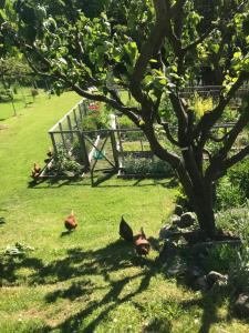 three chickens sitting in the grass under a tree at Le Petit Ruisseau in Ollon +3 photos