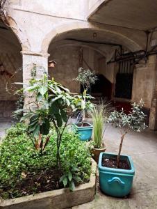 a group of potted plants in a courtyard at Le Cocon Des Arcades - Central, charmant balcon - in Limoux