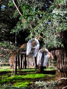 two glass spheres hanging from a tree branch at Qenqo's House in Cusco