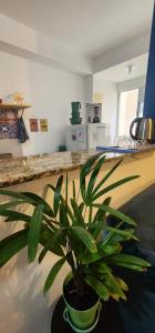 a potted plant sitting on a counter in a kitchen at Granja Vianna Charming in Cotia