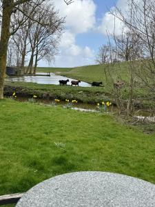 a group of cows standing in a field by a river at Hotelhuisjes Oosterleek in Oosterleek +12 photos