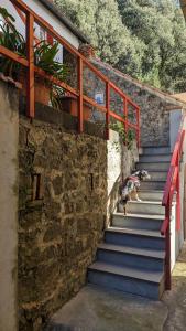 a dog walking down a set of stairs at Il Pollaio di Pilade in Lerici