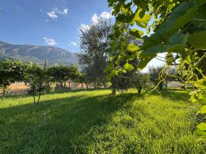 a field of green grass with trees in the background at Villa Pamela in Përmet