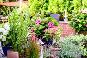 a garden filled with lots of different types of flowers at Hotel zur Seemöwe in Insel Poel