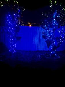 a group of trees with blue lights in front of a fence at Backpacker Bunks and Queen Pool Clifton Beach in Clifton Beach