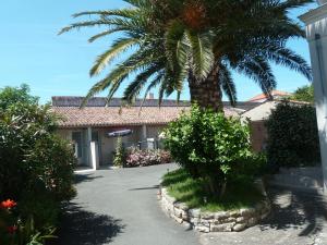 a palm tree in front of a building at L'insulaire Studios in Saint-Denis-dʼOléron