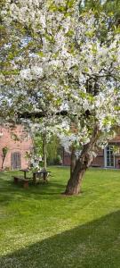 a park with a picnic table and a tree with white flowers at besinndich in Nebelin