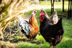 two chickens standing in the grass in a field at Le petit ordinaire in Le Cours