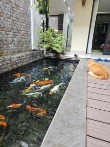 a koi pond in a house with a cat laying on the floor at The Dang's Home in Lao Cai in Pho Mới