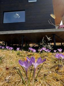 a group of purple flowers in front of a building at Miko II in Slavske
